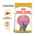 Royal Canin British Shorthair Kitten для кошенят 400 г