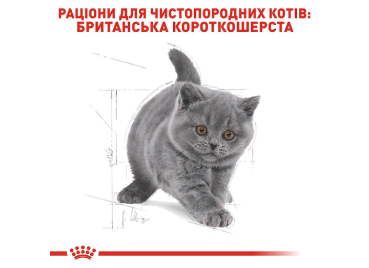 Royal Canin British Shorthair Kitten для кошенят 2 кг