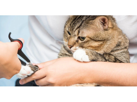 Кігтерізка - це інструмент, що використовується для зменшення довжини та гострості кігтів у кішок. Вона допомагає запобігти пошкодженням меблів, шкодам на домашній техніці та пораненням людей.Для користування кігтерізкою для кішок слід дотримуватися таких